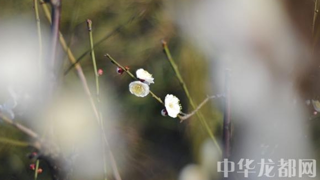 周口繁花早爭(zhēng)春