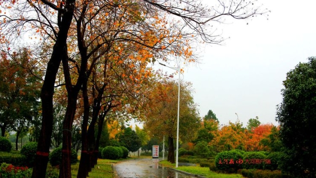 詩情畫意！秋冬之交一場雨 別樣周口落葉美