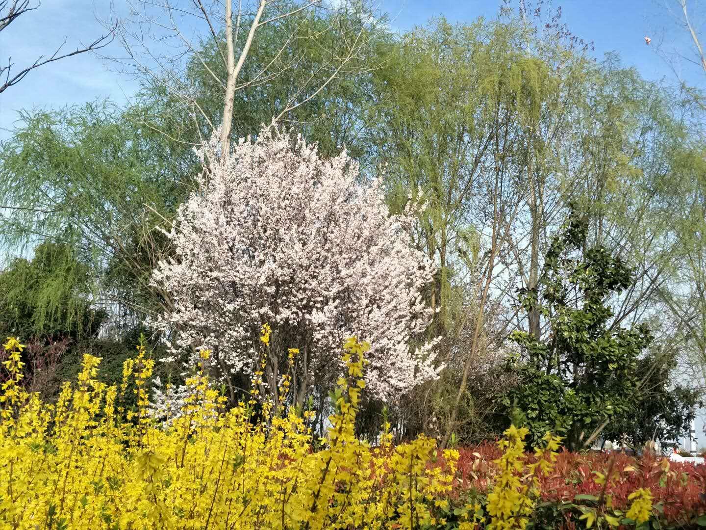 春天里，我們一起來(lái)看花