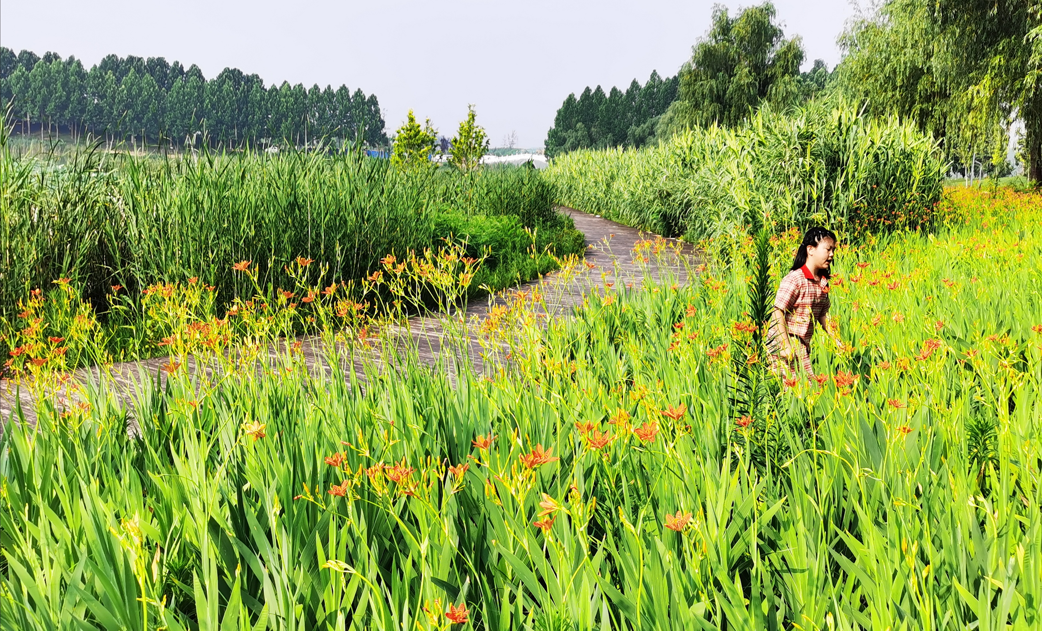 周口植物園各色花開(kāi)入畫來(lái)