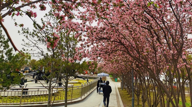 周口公園海棠綻放 現在正是賞花時