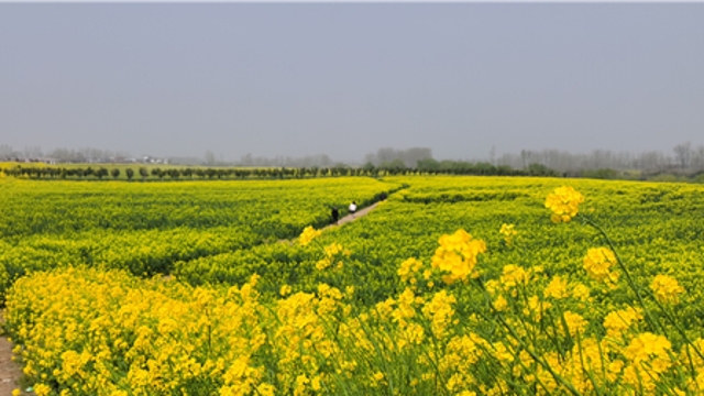 商水縣鄧城鎮(zhèn)油菜花海帶動農旅經濟