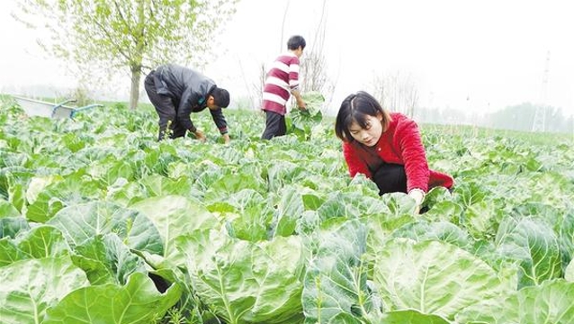 發(fā)展特色種植 助力鄉(xiāng)村振興