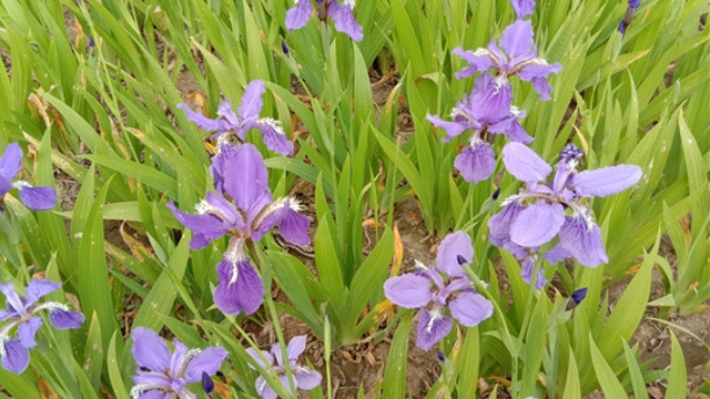 鳶尾花開(kāi)春意濃