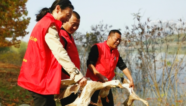 龍舟賽比賽用鴨放生植物園